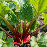 Adjust the Raspberry Red Rhubarb Plant with large, crinkled green leaves and thick red stalks growing in a garden, surrounded by rich, dark soil.